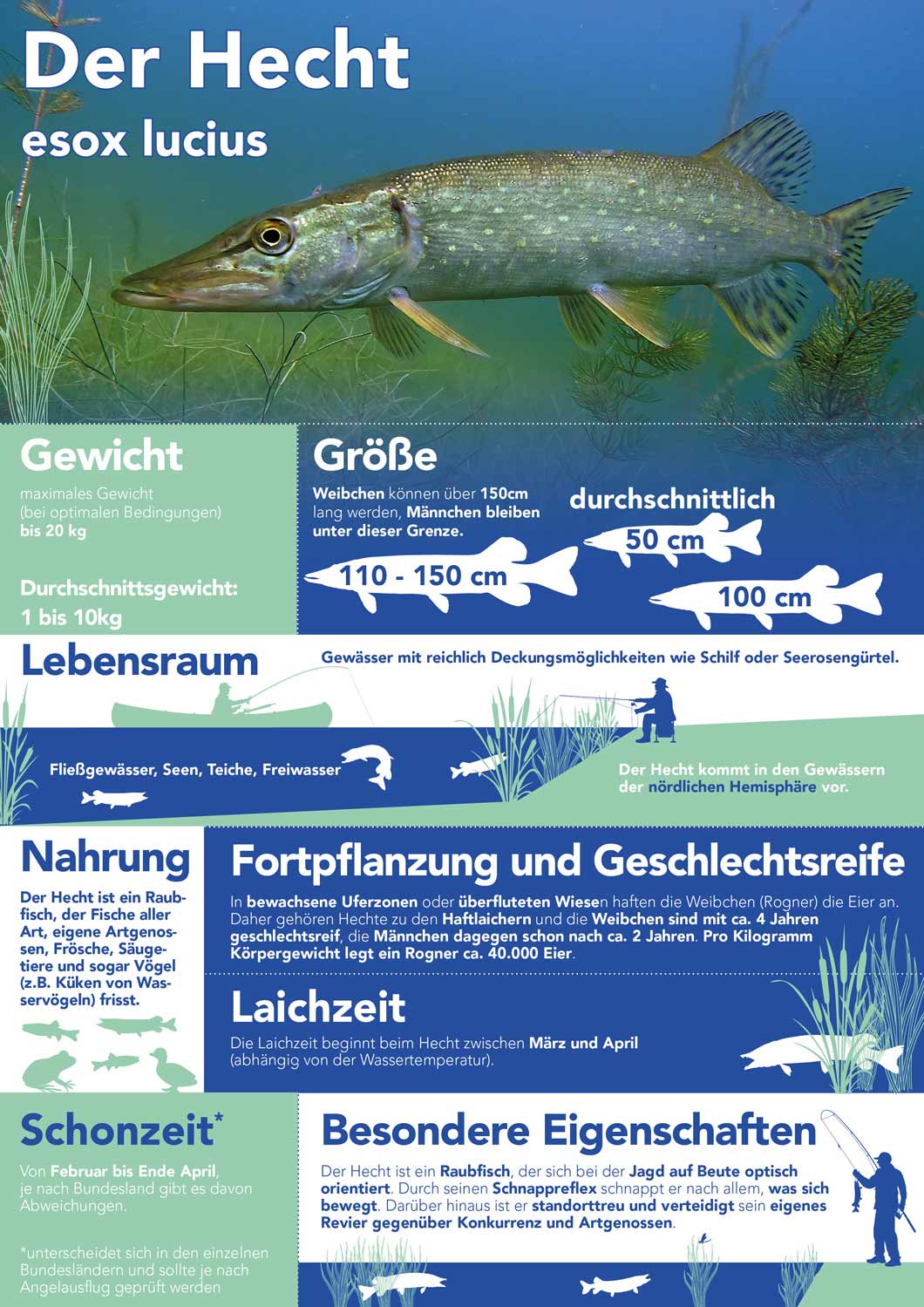 Der Hecht esox lucius