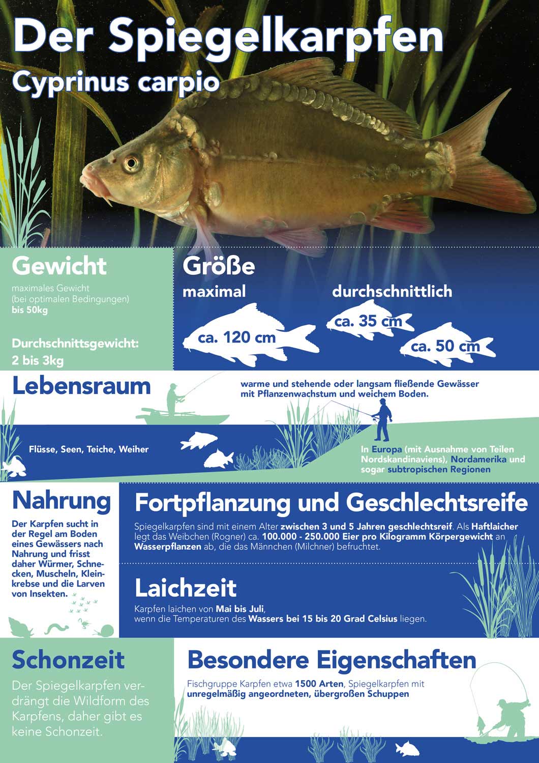 Der Spiegelkarpfen Cyprinus carpio