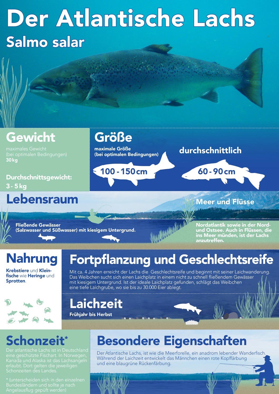 Der Atlantische Lachs