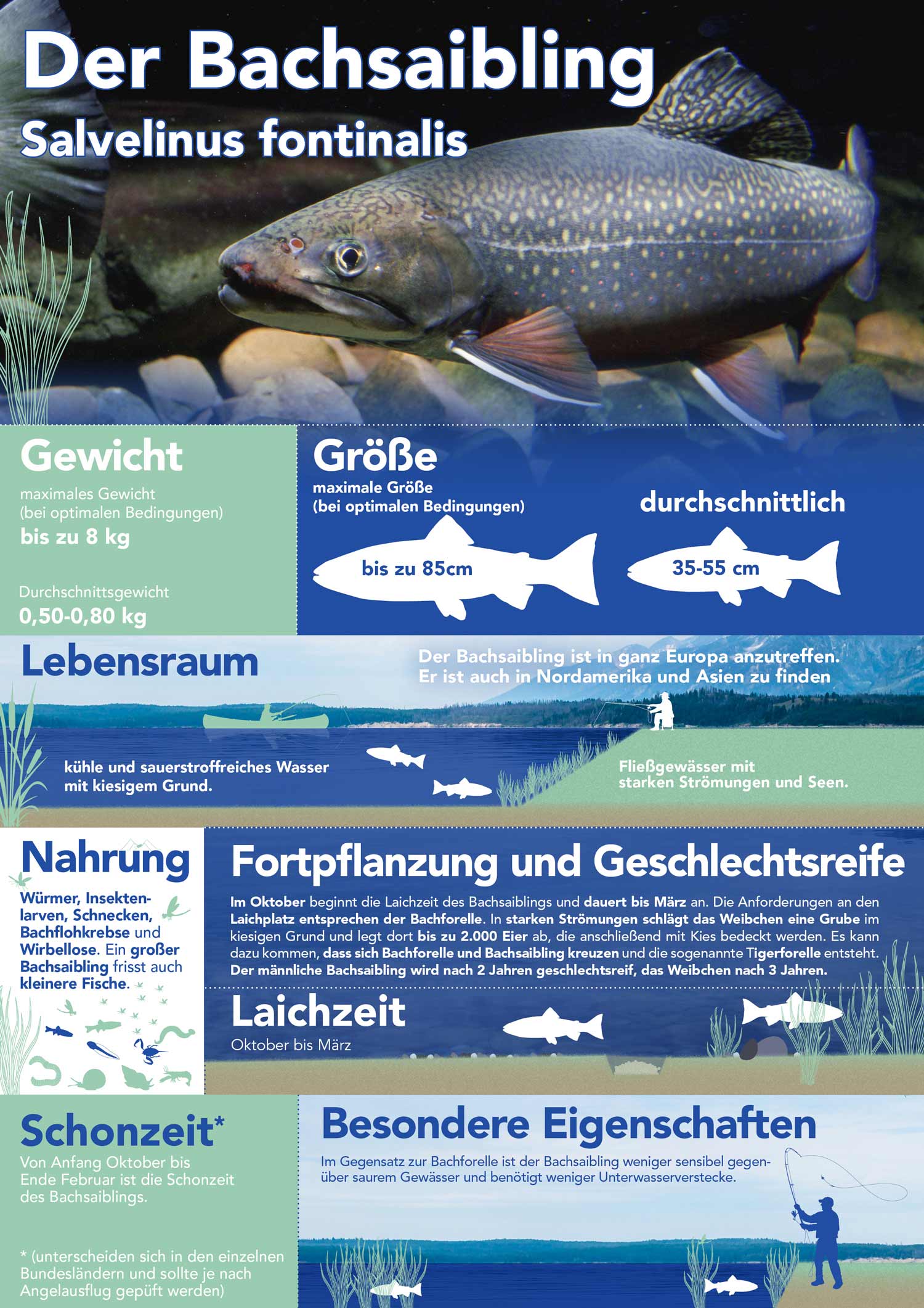 Der Bachsaibling - Salvelinus fontinalis