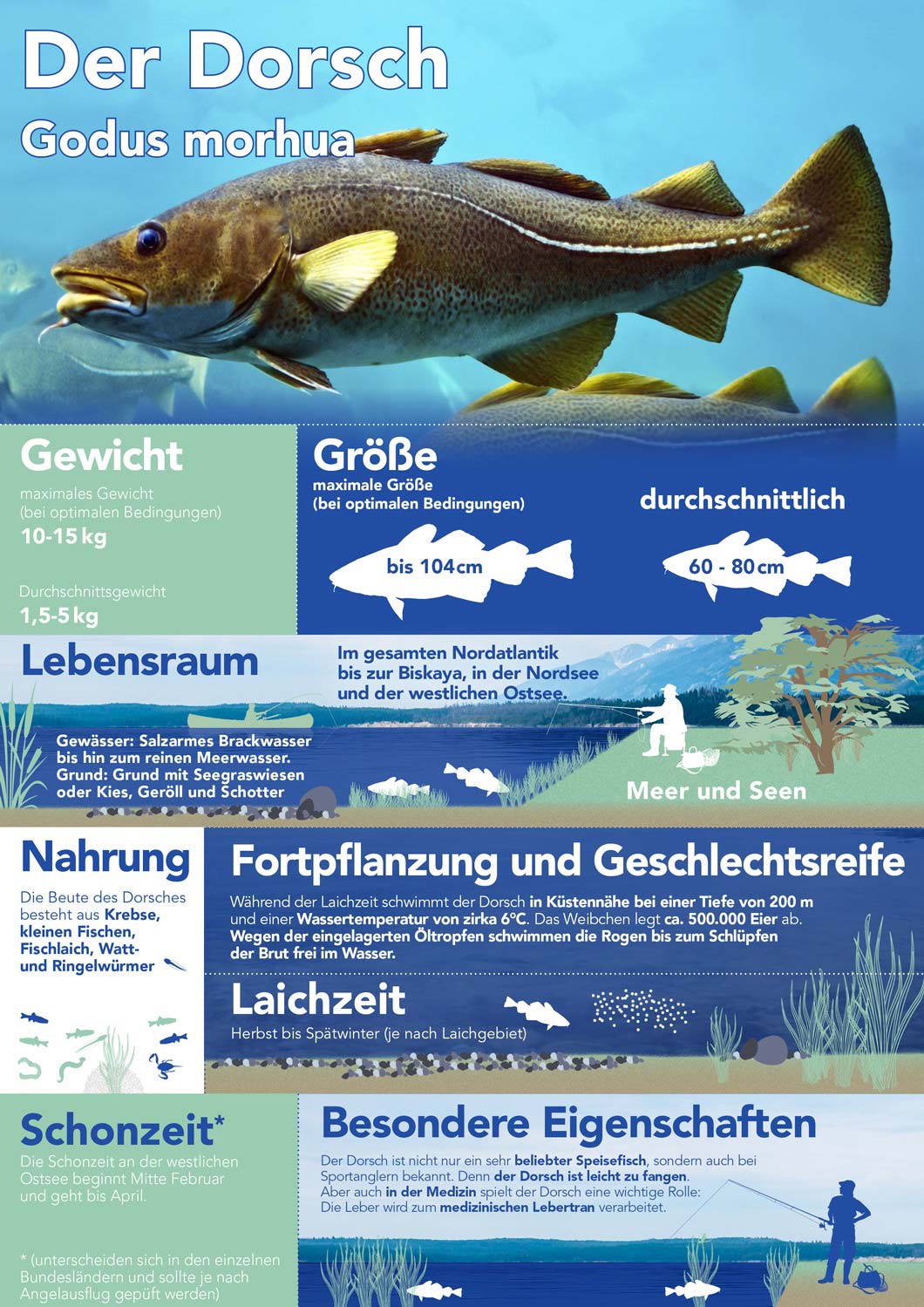 Der Dorsch - Godus morhua