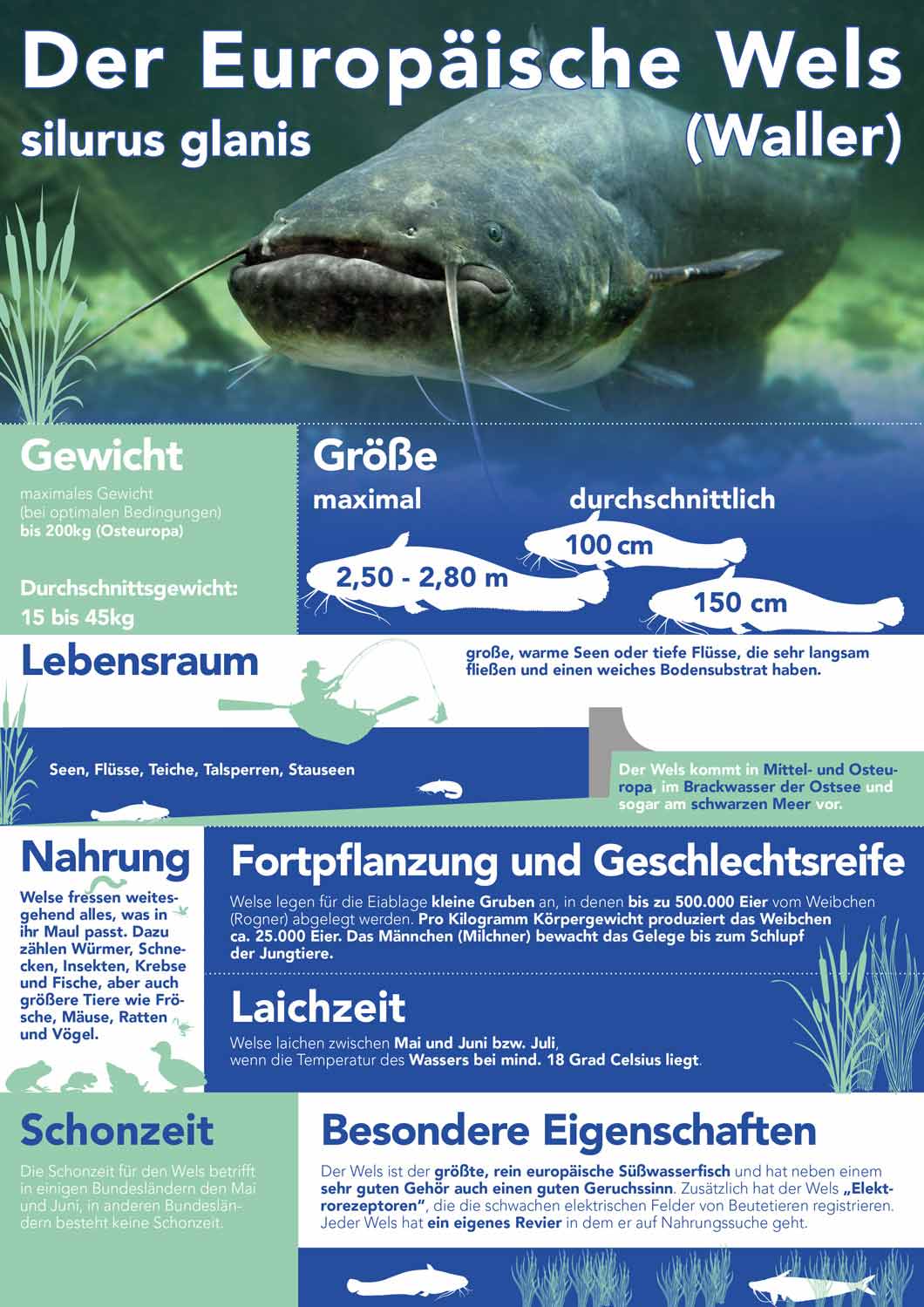 Der Europäische Wels (Waller)