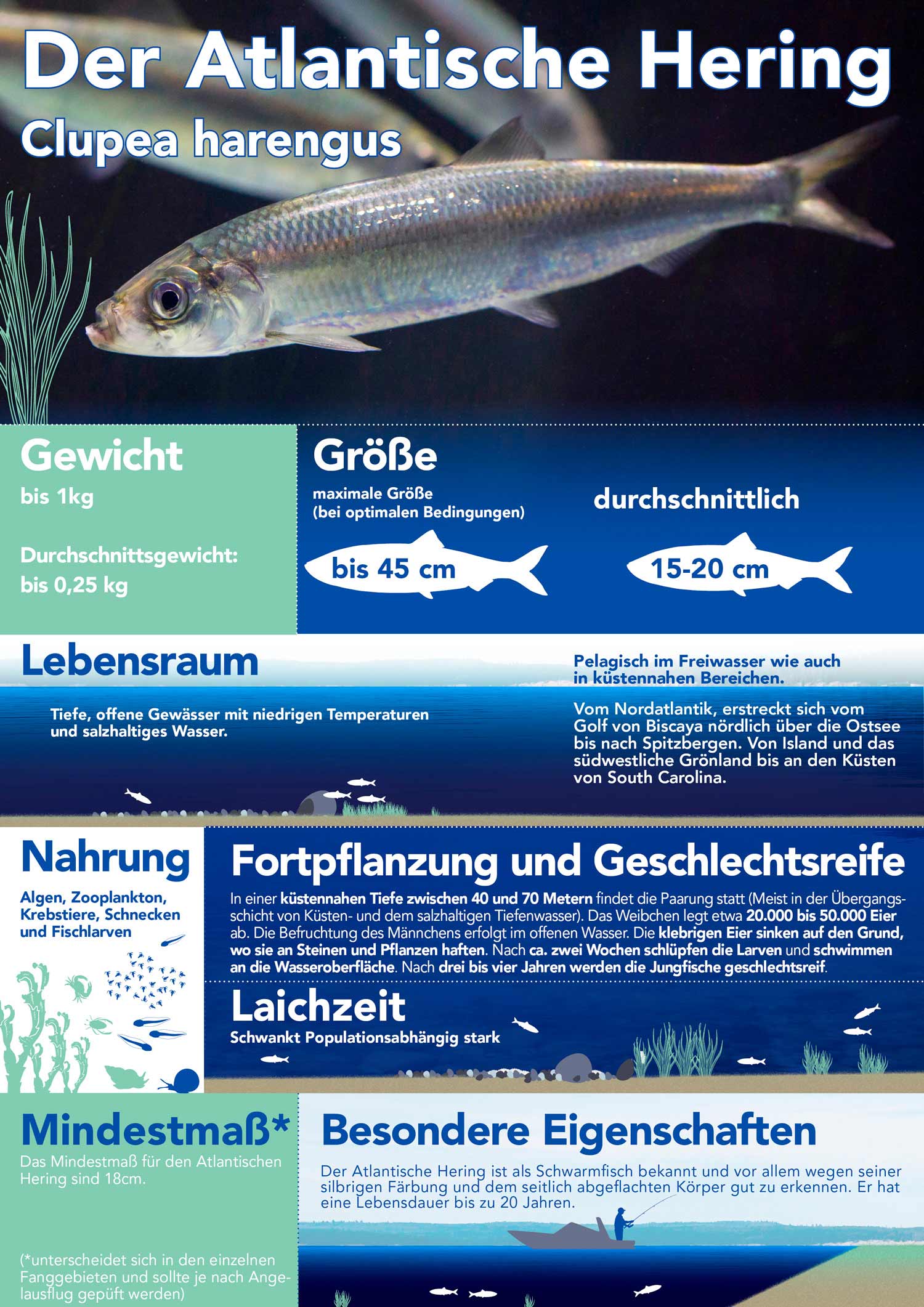 Der Atlantische Hering - Clupea harengus