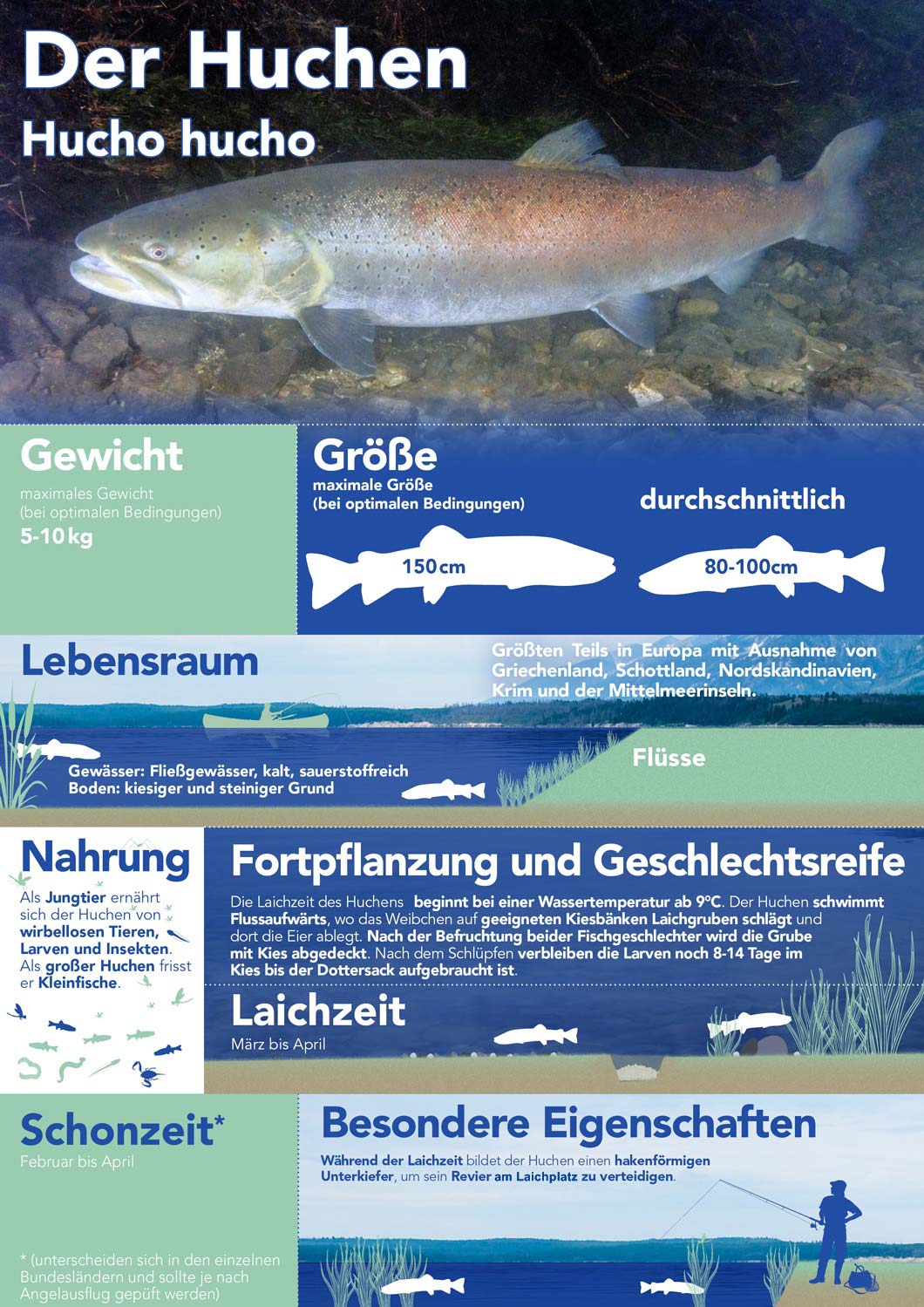 Der Huchen - Hucho hucho