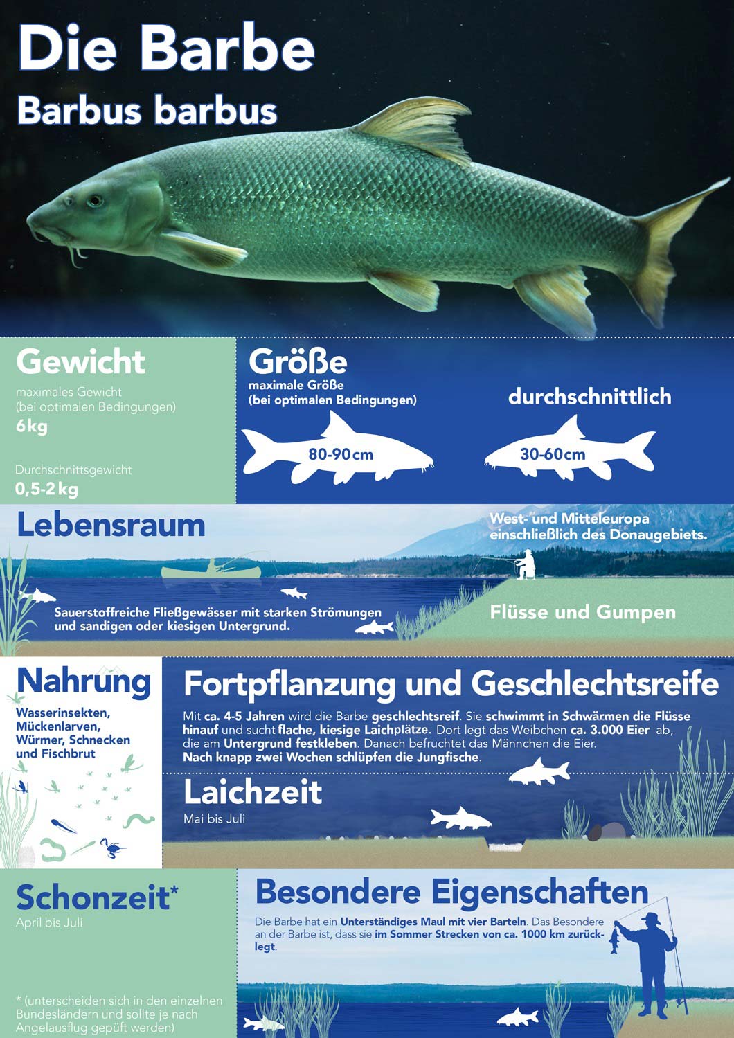 Die Barbe - Barbus barbus
