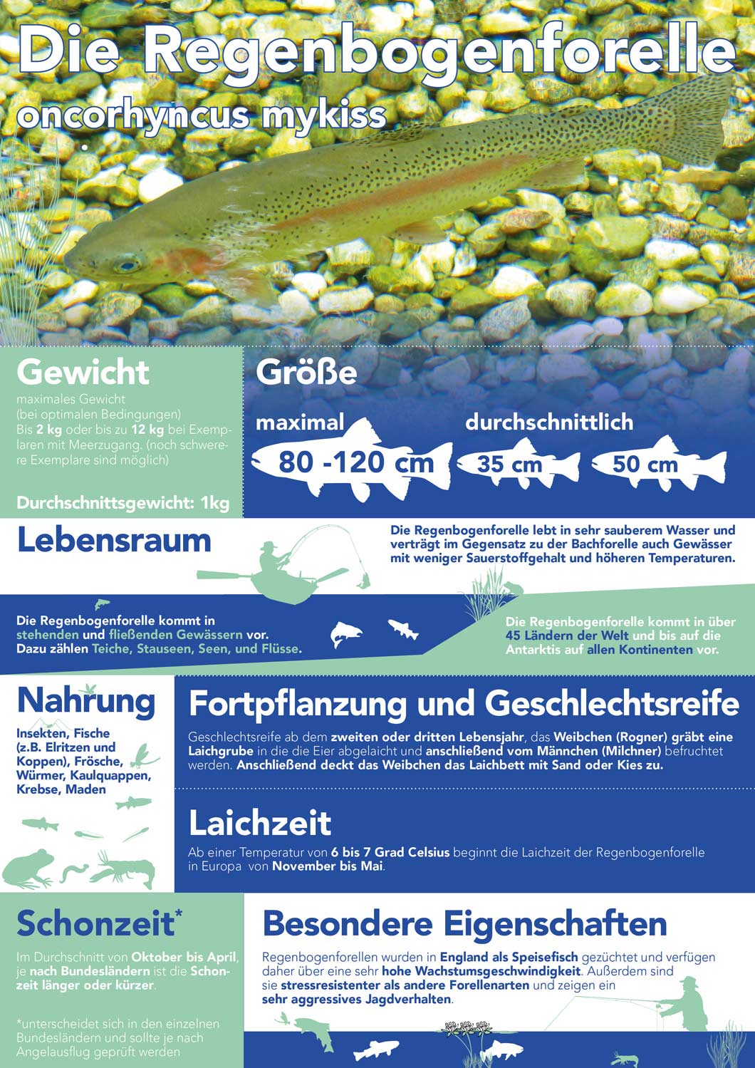 Die Regenbogenforelle - oncorhyncus mykiss