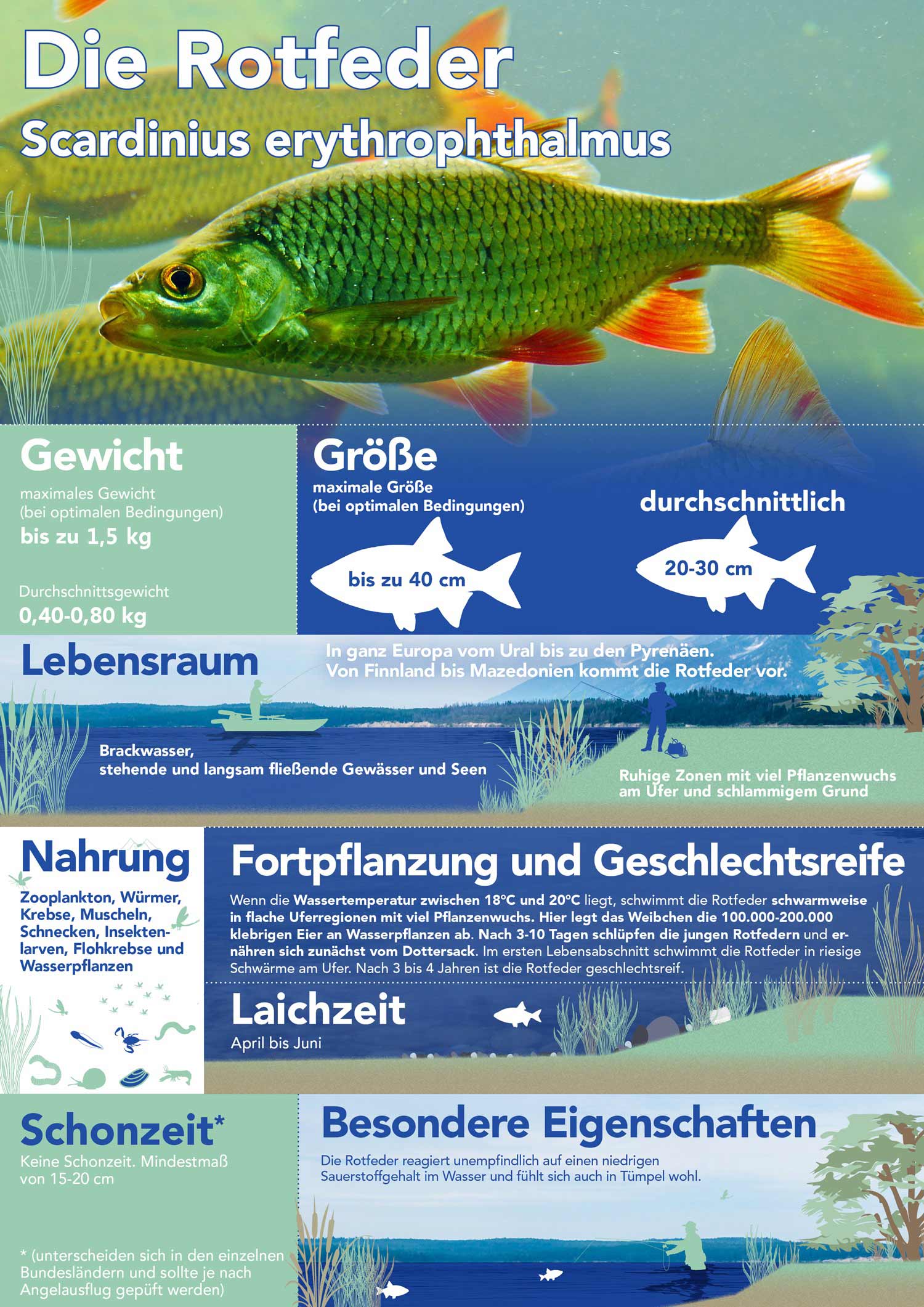 Die Rotfeder - Scardinius erythrophthalmus