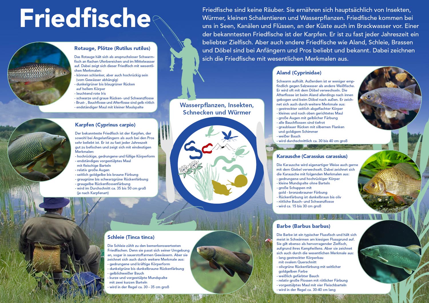 Friedfische -  Alles auf einen Blick